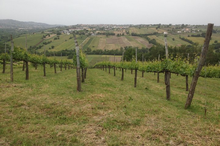 VINES IN TAURASI