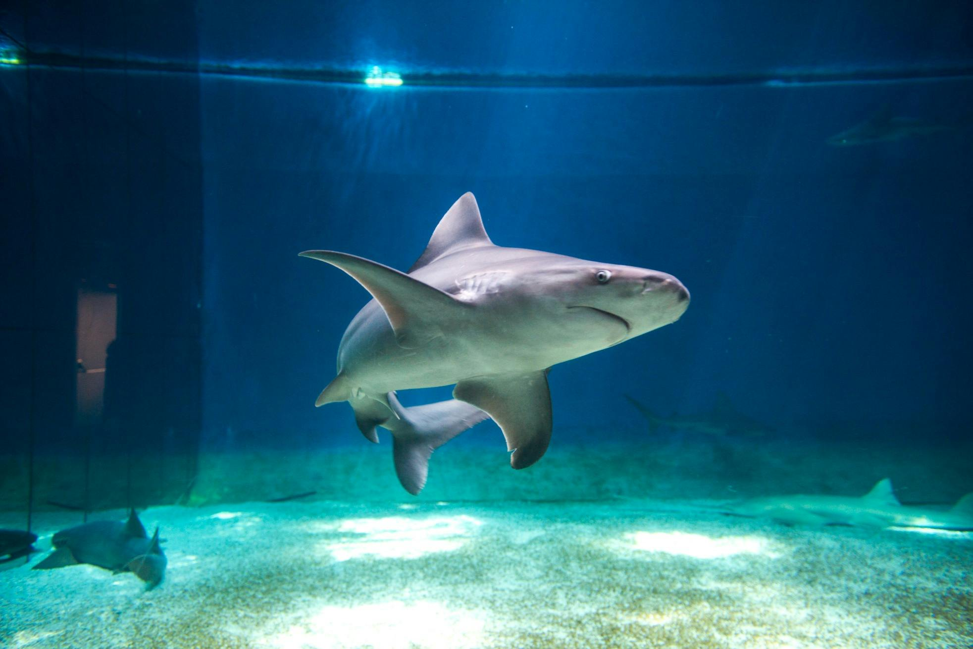 Sea Pass: Aquarium of Genoa & Galata Museum Entry Ticket + Harbor Boat Tour - Photo 1 of 7