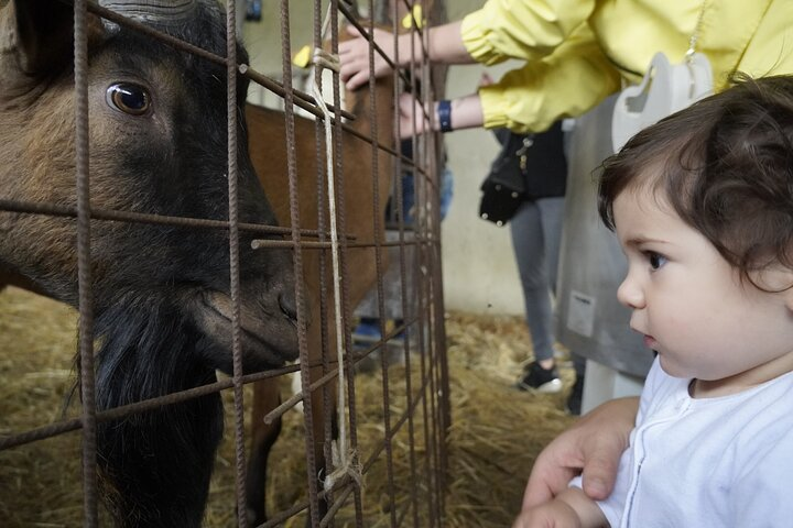 Goat Cheese Tour and Tasting at the Anghiari Farmhouse  - Photo 1 of 7