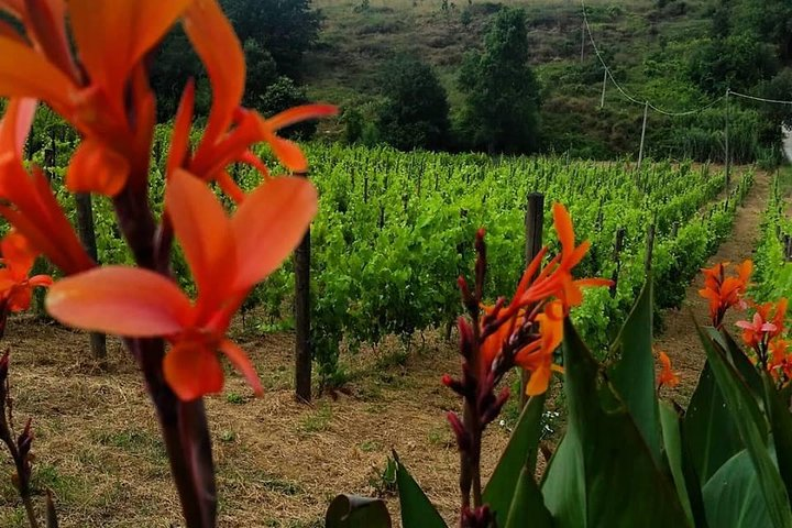 VINES AT VINE DEL CAVALIERE