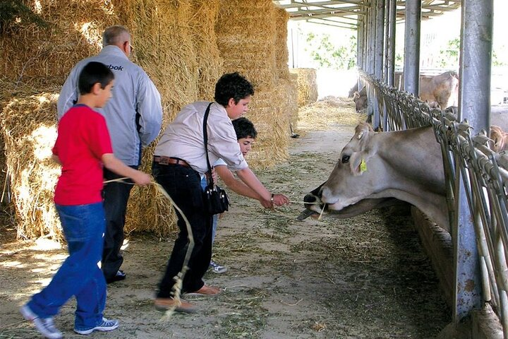 Giambrone farm in Cammarata