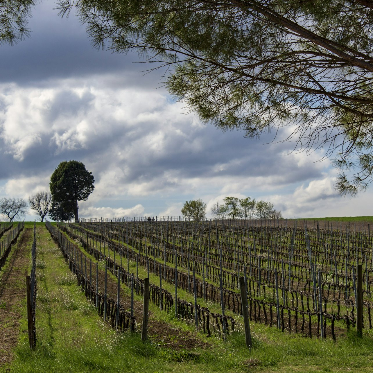 Guided Winery Tour and Private Tasting in Montefalco - Photo 1 of 10