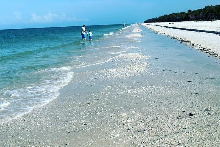 Half Day Keewaydin Shelling and Beach Adventure (Private) - Photo 1 of 6
