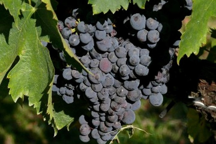 Sagrantino