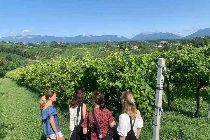 All inclusive Private Prosecco Hills Tour - 2 Wineries and Lunch. - Photo 1 of 25