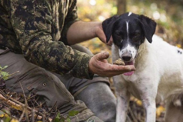 Truffle Hunting in the Tuscany Hills of Florence - Photo 1 of 13