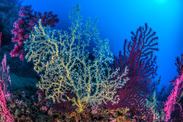 Immersion in Banco Santa Croce from Sorrento with Expert Guide - Photo 1 of 9