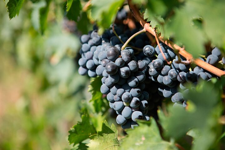 Top Excursions - Italian Cooking Class in Abruzzo from Rome with WineTasting and TruffleHunting
