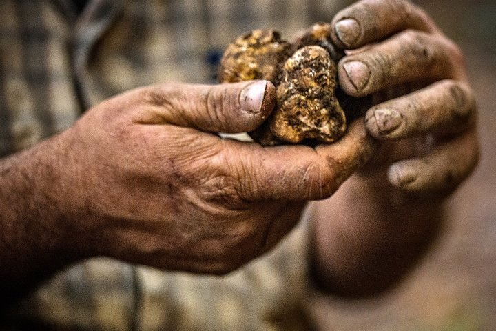 Langhe Truffle hunting Experience - Photo 1 of 23