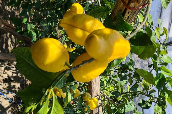 Lemons