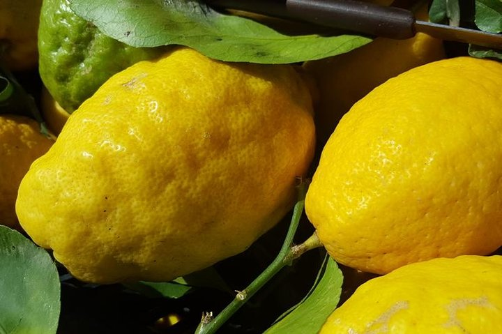 Amalfi Coast Lemon's