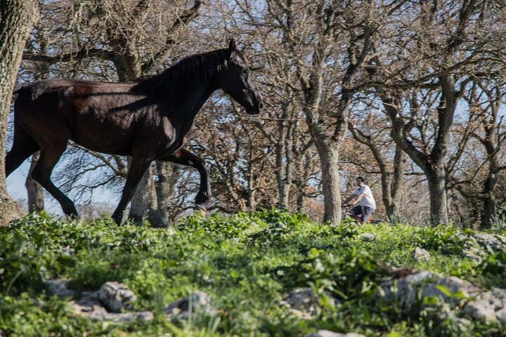 Martina Franca e-Bike tour . Visit a breeding and a dairy farm - Photo 1 of 25