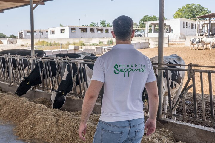 Masseria Seppunisi Tour - Mozzarella and Burrata experience - Photo 1 of 8