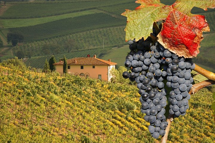 UrbExcursions Montalcino and Pienza Tuscany Wine&Cheese ShoreExcursion from Civitavecchia Port
