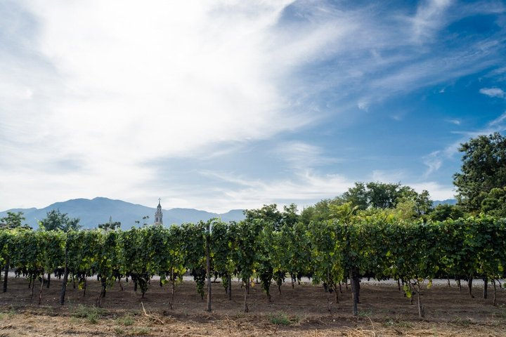 From Pompeii: Mount Vesuvius Wine Tasting and Lunch - Photo 1 of 6