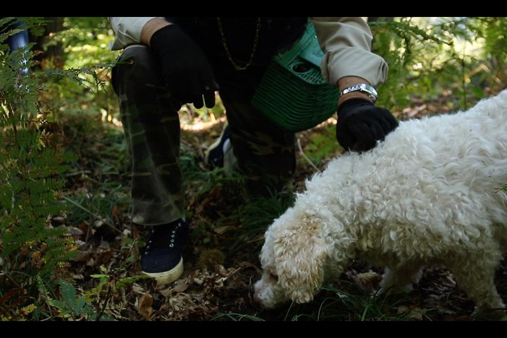 Mushroom or Truffle Hunting - Photo 1 of 8