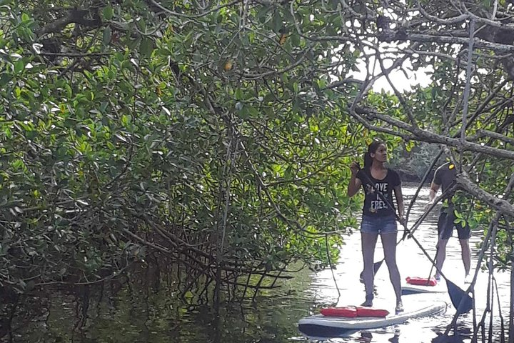 Naples Fl, Paddleboard Mangrove Forest Tour - Photo 1 of 13