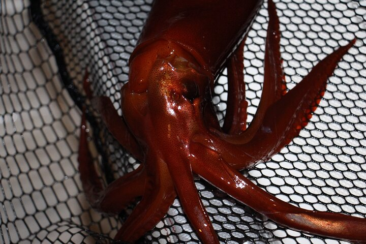 squid - squid - pfeilkalmar