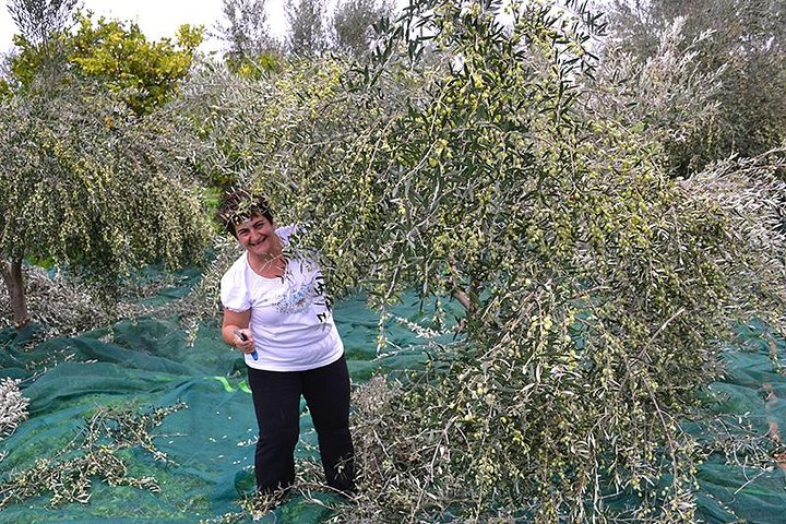 Olive harvest in Tuscany - Photo 1 of 14