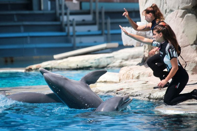 Theme Park Oltremare: Entry Ticket + Lunch - Photo 1 of 4