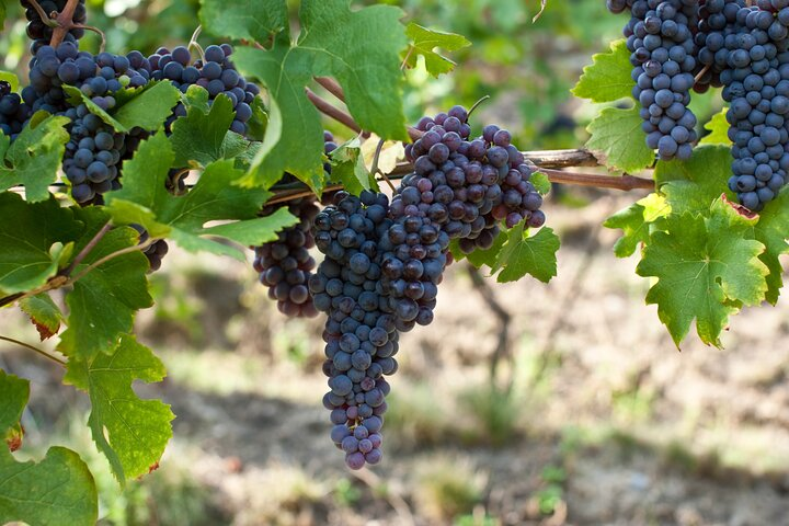 Grapes
