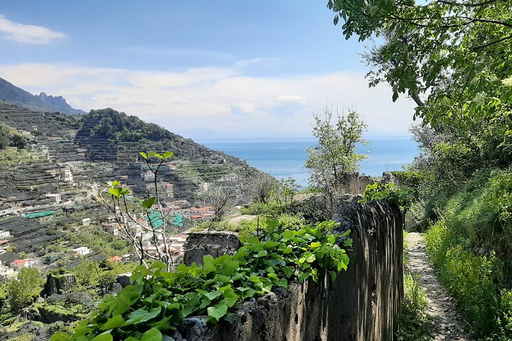 Path of the Lemons - Photo 1 of 9