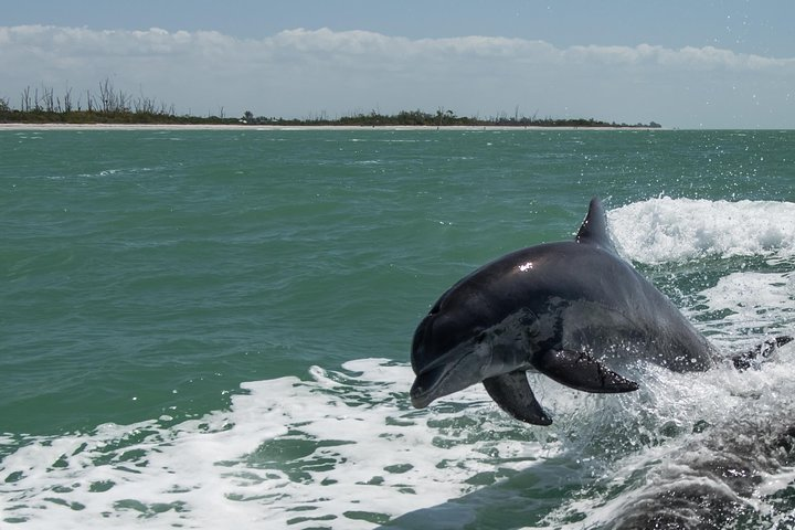 dolphin jumping in the boat wake