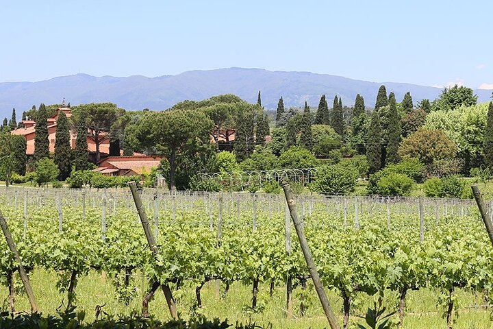 Vineyards near Lucca