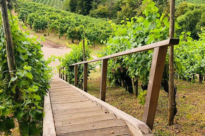 Full day Private Prosecco Tour, with certified Sommelier - Photo 1 of 18