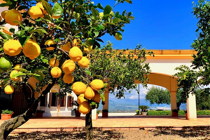 WINE TOUR and SELINUNTE - Private Tour starts from Palermo - Photo 1 of 8