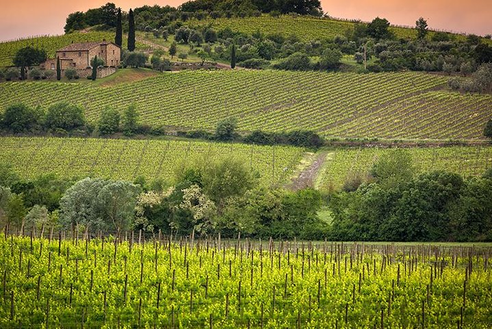 Montalcino Hills 