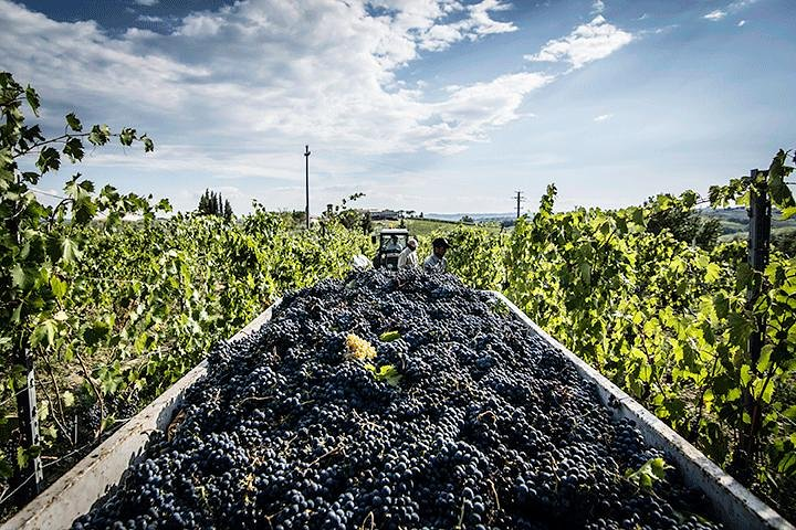 Chianti harvest