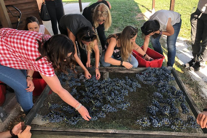 Private Wine Tour with a Sommelier from Assisi - dinner included in Montefalco - Photo 1 of 5