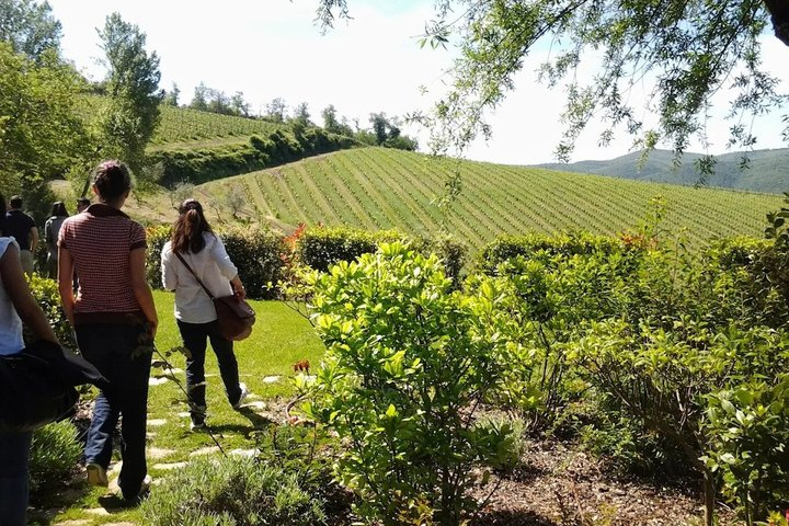 Radda in Chianti: Wine Tasting, Cellar Tour & Tuscan Lunch - Photo 1 of 17