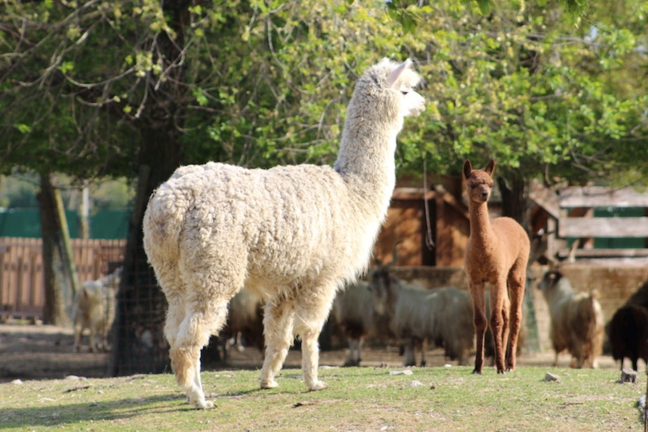 Safari Ravenna Entry Ticket - Photo 1 of 7