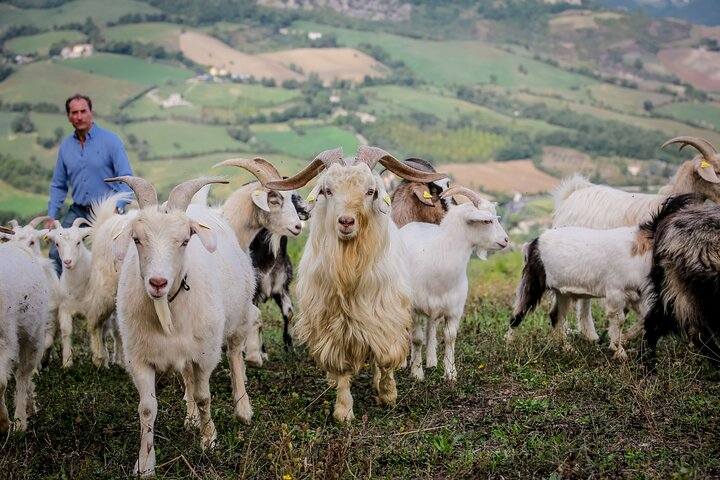 San Leo Cashmere : Farm Experience - Photo 1 of 9