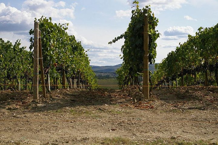 Chianti Vineyard
