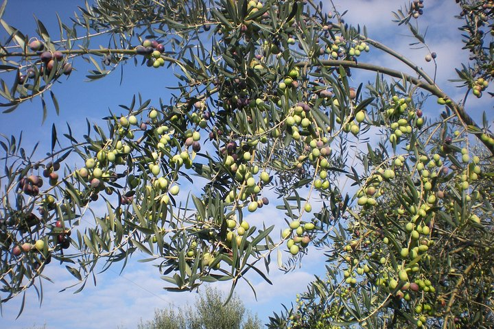 Sorrento Farm and Food Experience including Olive Oil, Limoncello, Wine tasting - Photo 1 of 13