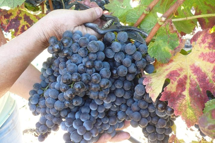 Bunch of Cagnulari grape