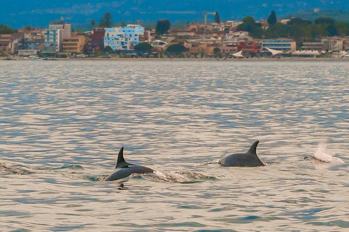 Taormina: Sunset Dolphin Tour + Aperitif - Photo 1 of 6
