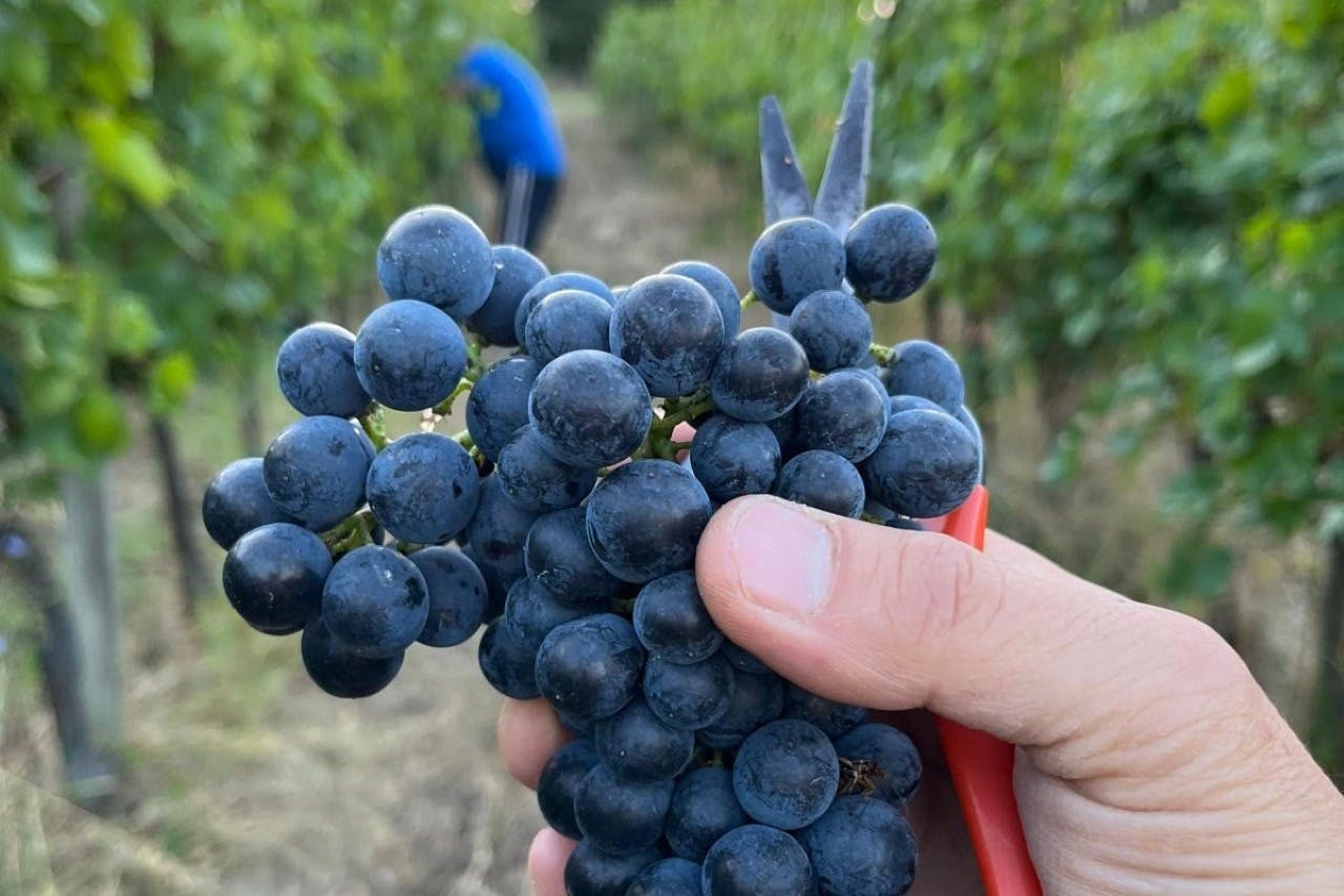 Tenuta La Viola: Guided Tour and Wine Tasting - Photo 1 of 7