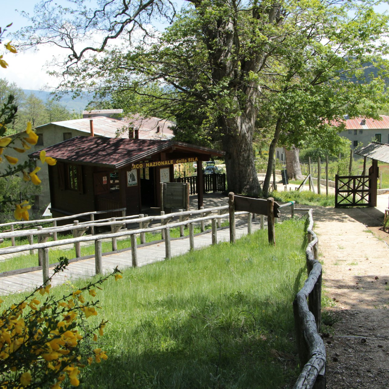 The Giants of Sila: Guided Tour - Photo 1 of 5