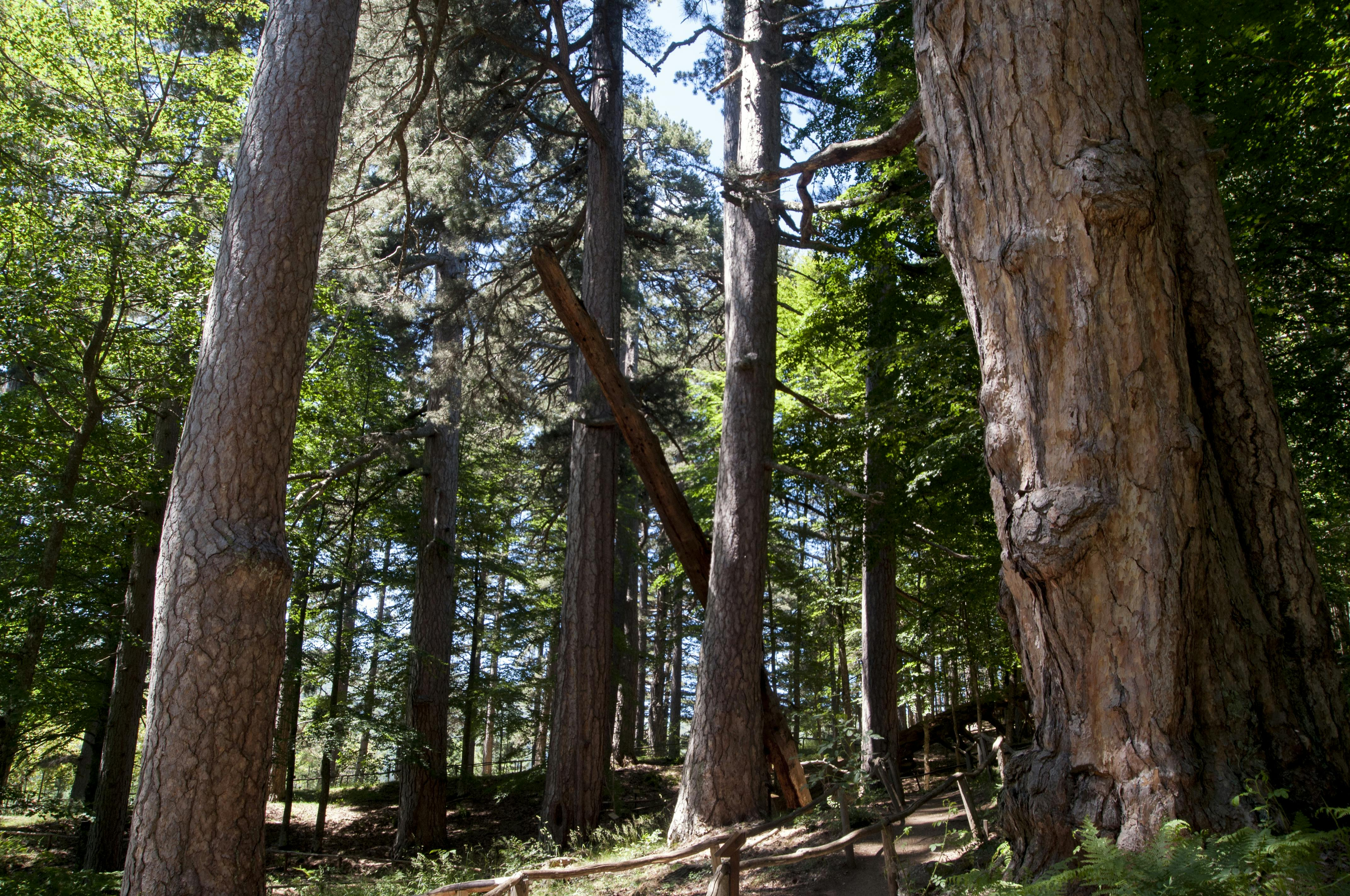 The Giants of Sila: Entry Ticket - Photo 1 of 7