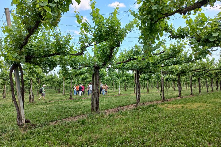 Verona Small-Group Walking Tour: Top Sights & Hidden Gems - Photo 1 of 10
