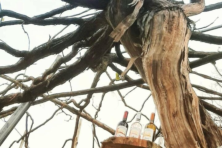 Tour from Napoli to pompei/ercolano: Luxury Tour, Secret Vineyard - Photo 1 of 25