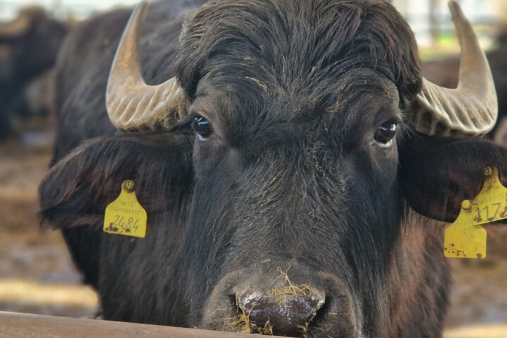 buffaloes