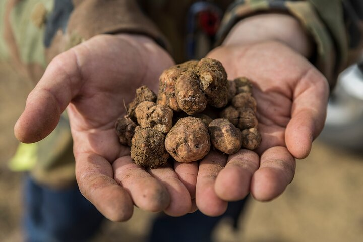 Truffle Hunting and Cooking Class - Photo 1 of 11