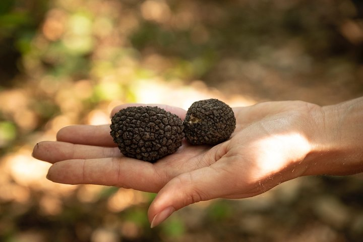 Truffle Picking Experience with 3 Course Meal in Chianti hills - Photo 1 of 8