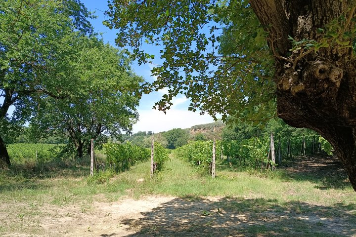 Montepulciano and Pienza from Rome - Full Day with Driver-Guide - Photo 1 of 9