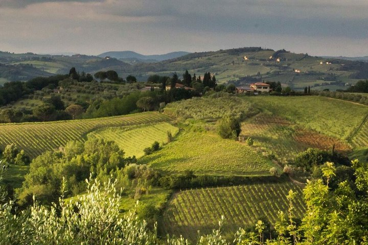 Tuscany Truffle Hunt: A Culinary Adventure - Photo 1 of 5